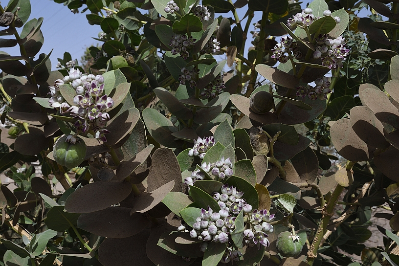 36 MAK_6639.jpg - Si incontra subito una pianta con i fiori e le foglie carnose la Calotropis procera (comunemente nota come mela di Sodoma), è una pianta altamente tossica in ogni sua parte sia per l'essere umano che per gli animali.